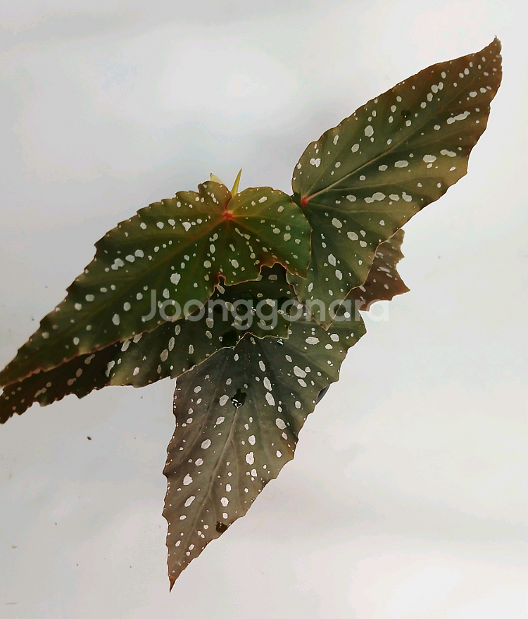 베고니아 크리스티--1