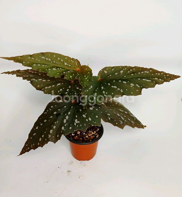 베고니아 크리스티--0