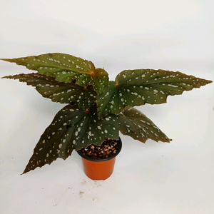 베고니아 크리스티