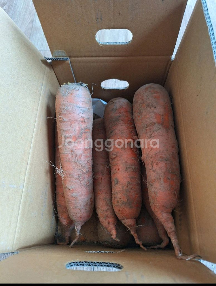 국내신 당근 5키로--0