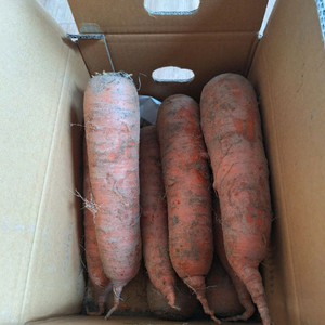 국내신 당근 5키로