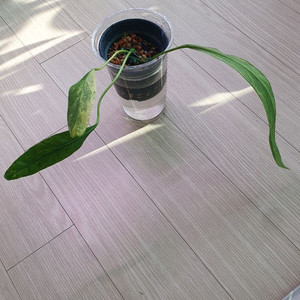 안스리움 비타리폴리움 바리