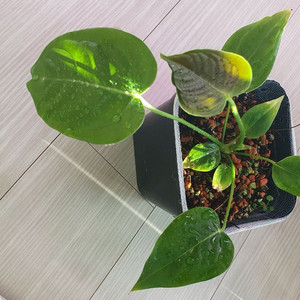 안스리움 베이치 노멀폼