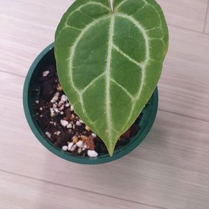 안스리움 호프x자라미쉘