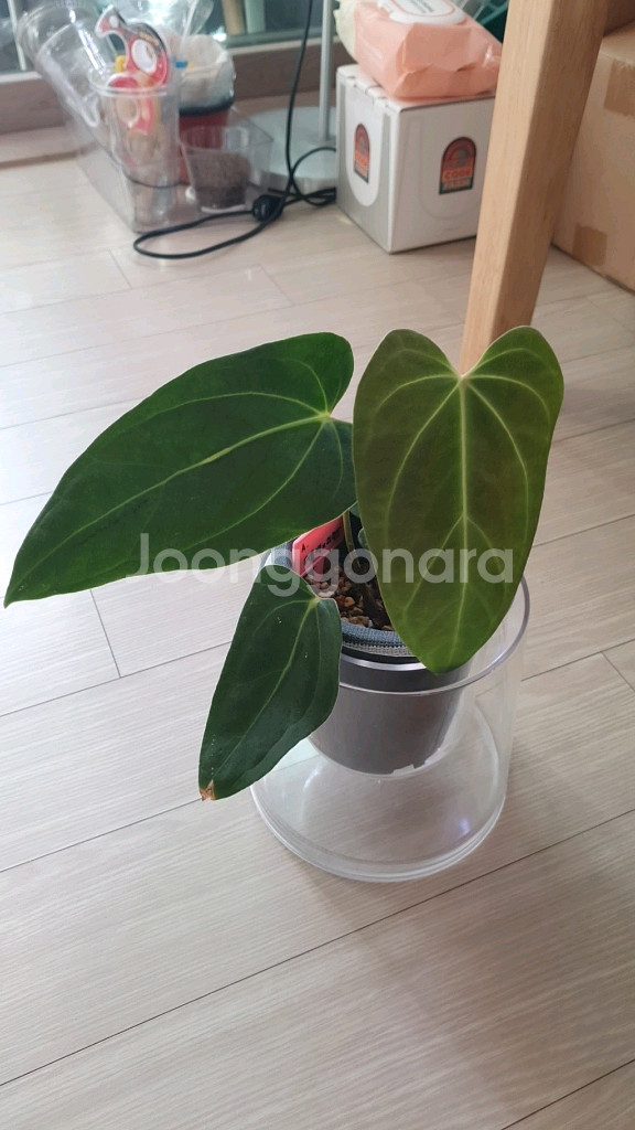 안스리움 터틀백x리랜드--0