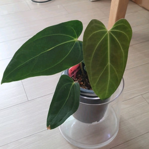 안스리움 터틀백x리랜드