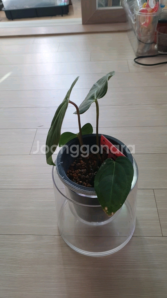 안스리움 터틀백x리랜드--2