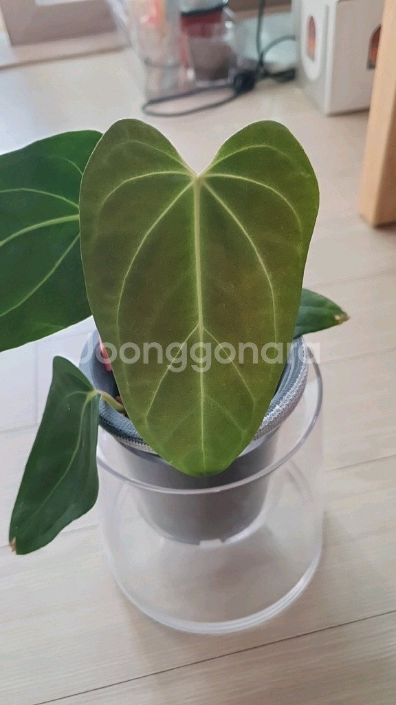 안스리움 터틀백x리랜드--1