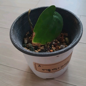 안스리움 터틀백x리랜드