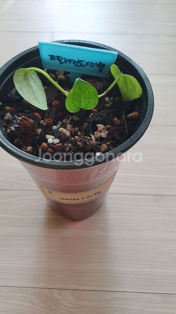 안스리움 파필레전드x미쉘 바텀--0