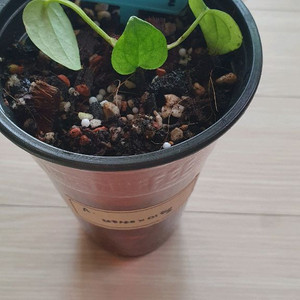 안스리움 파필레전드x미쉘 바텀