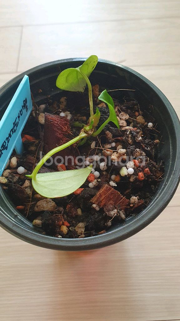 안스리움 파필레전드x미쉘 바텀--1