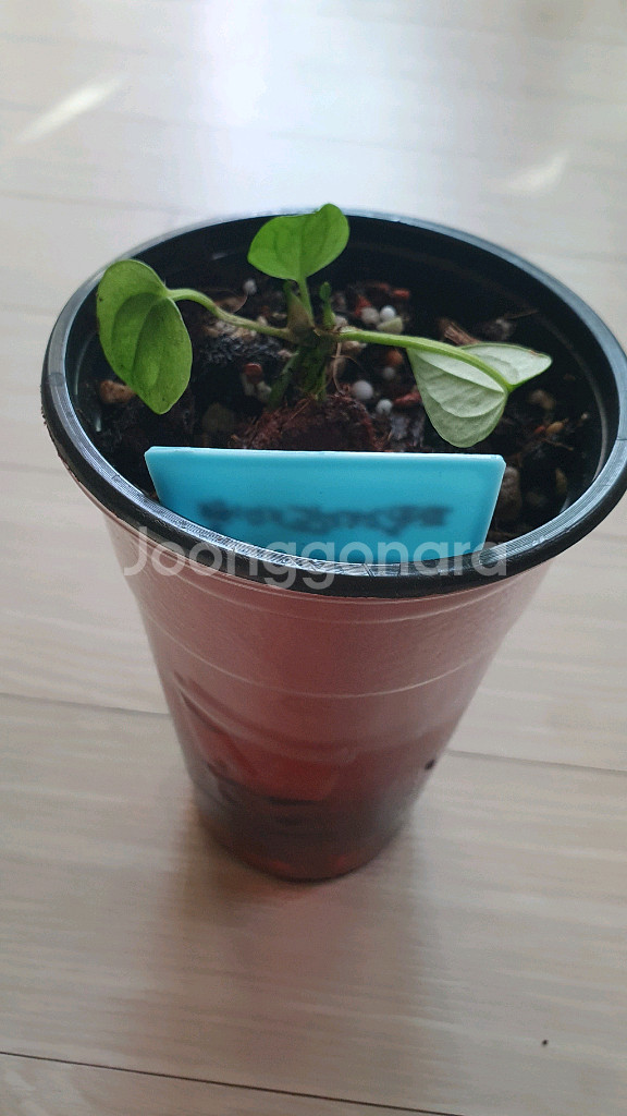 안스리움 파필레전드x미쉘 바텀--2