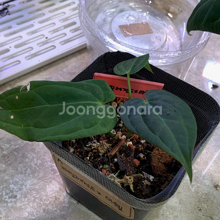 안스리움 파필레전드x미쉘 바텀--3