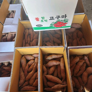 꿀처럼 달콤~ 밤꿀고구마 10kg 32,000원