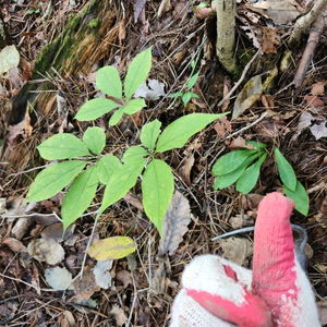자연산 야생산삼