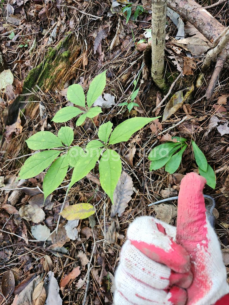 자연산 야생산삼--0