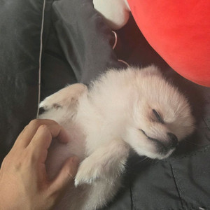 최적화블로그 임대 구합니다