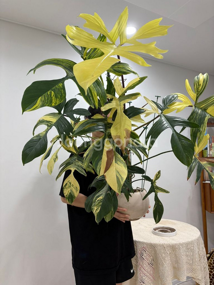 필로덴드론 플로리다 뷰티 바리에가타--0