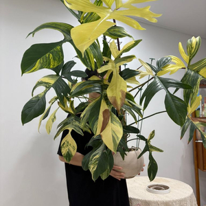 필로덴드론 플로리다 뷰티 바리에가타