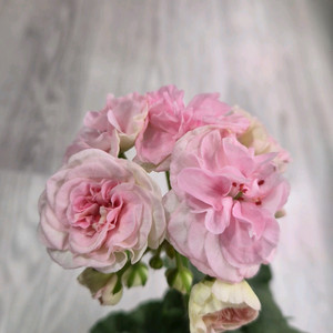 제라늄. 쿠비돈