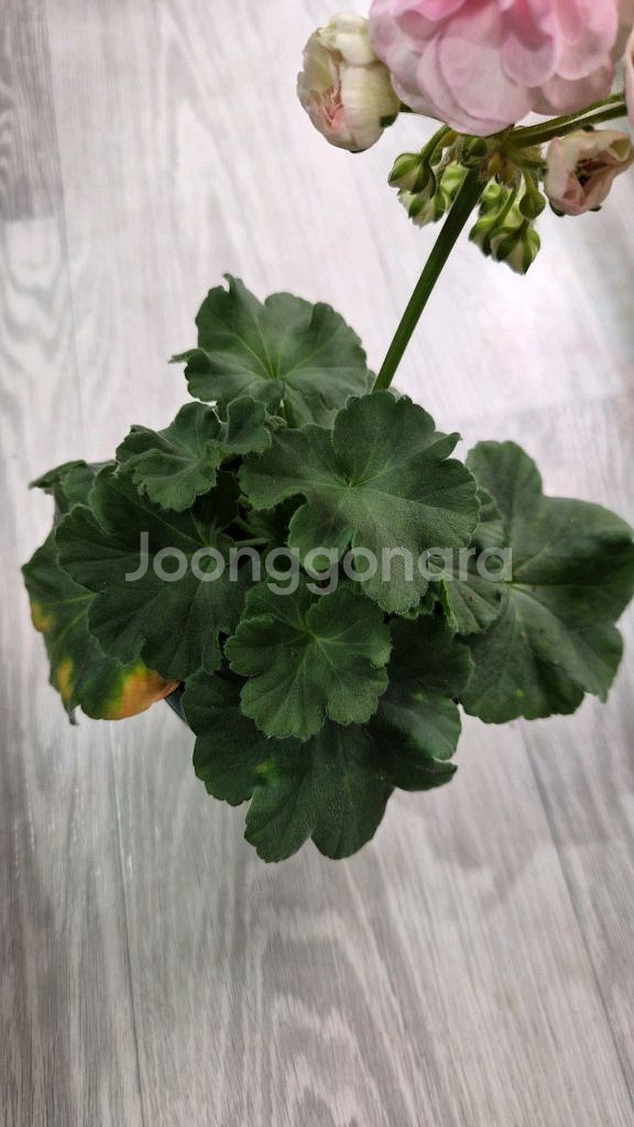 제라늄. 쿠비돈--3