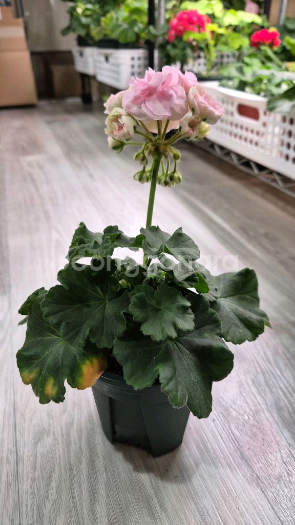 제라늄. 쿠비돈--1