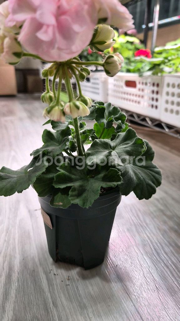 제라늄. 쿠비돈--2