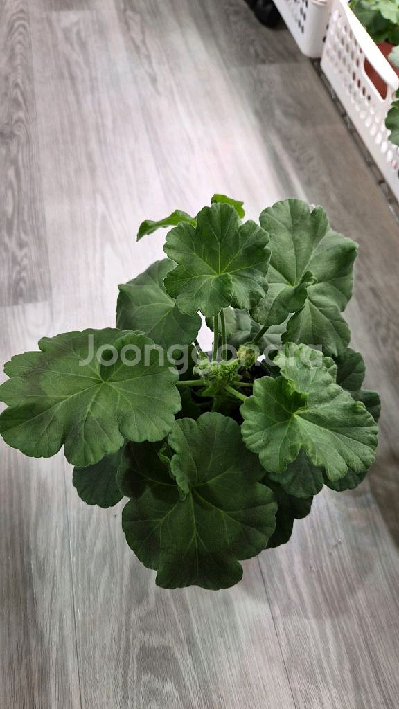 제라늄. uv14.21--2