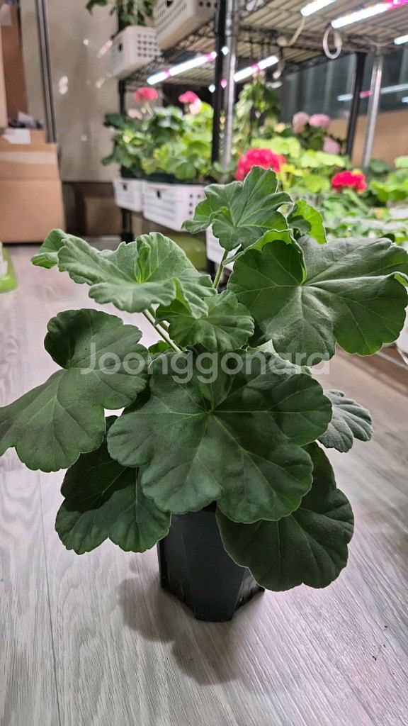 제라늄. uv14.21--0