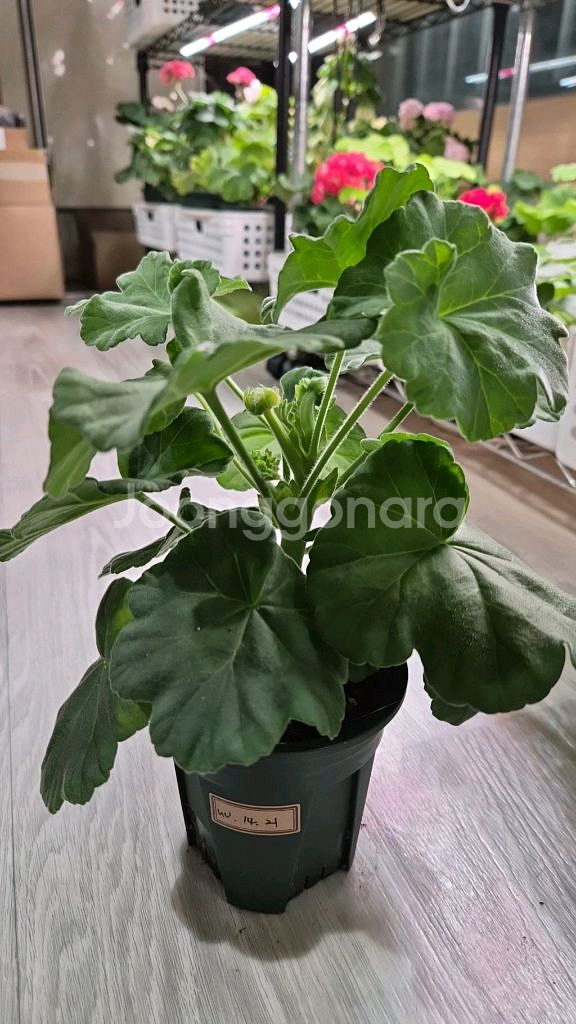 제라늄. uv14.21--1