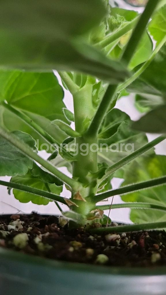 제라늄. uv14.21--3