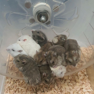 (충남 계룡시) 햄스터 무료 분양 이미지