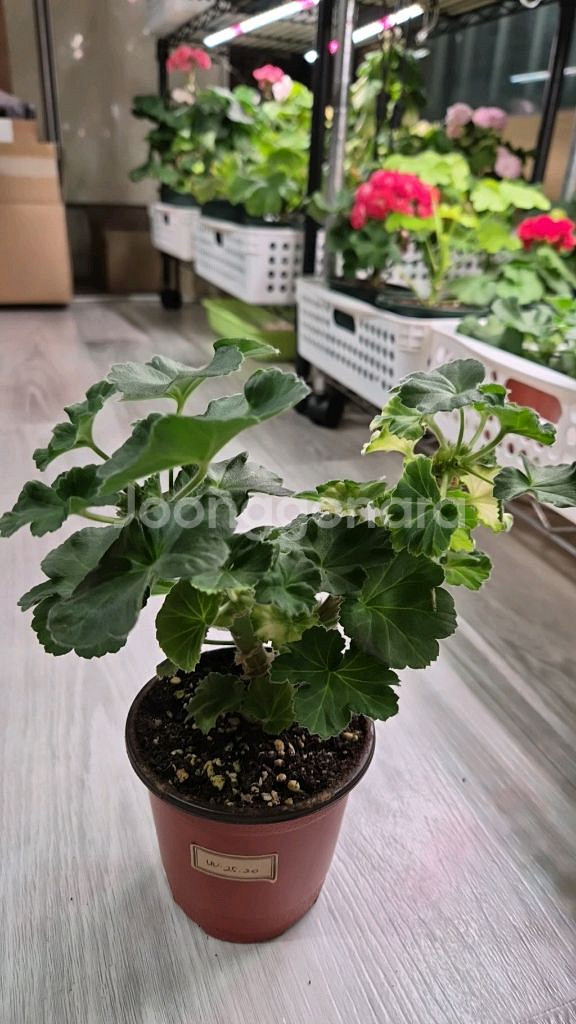 제라늄. uv25.20--1