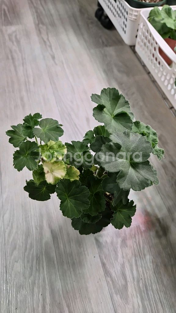 제라늄. uv25.20--2