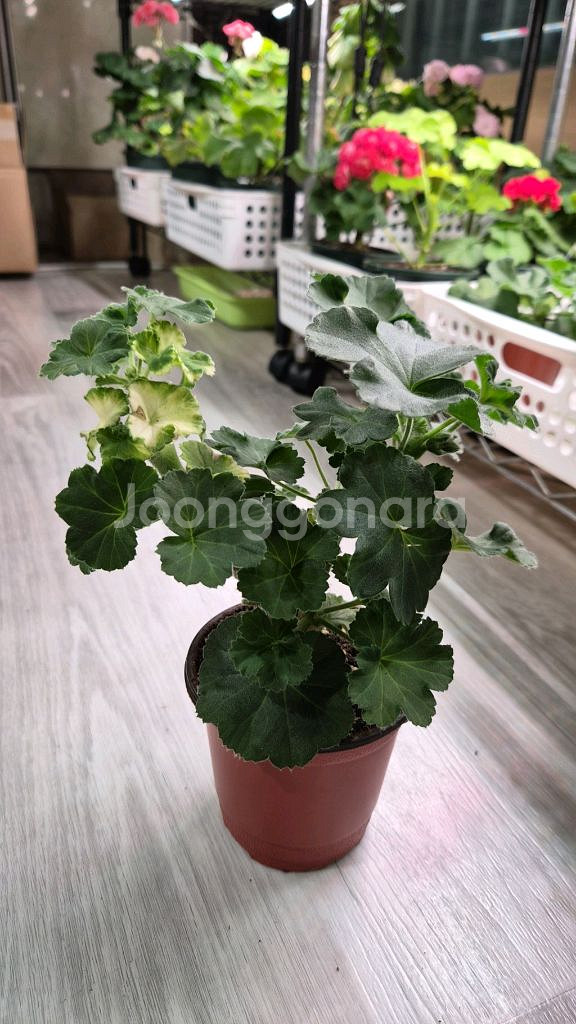 제라늄. uv25.20--0