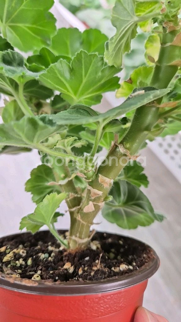 제라늄. uv25.20--3