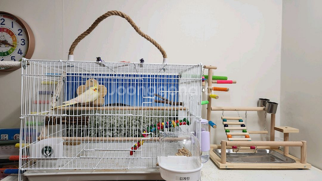 왕관앵무새(새장, 이동장, 먹이, 횃대 등등 포함)--1