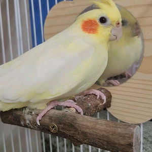 왕관앵무새(새장, 이동장, 먹이, 횃대 등등 포함)