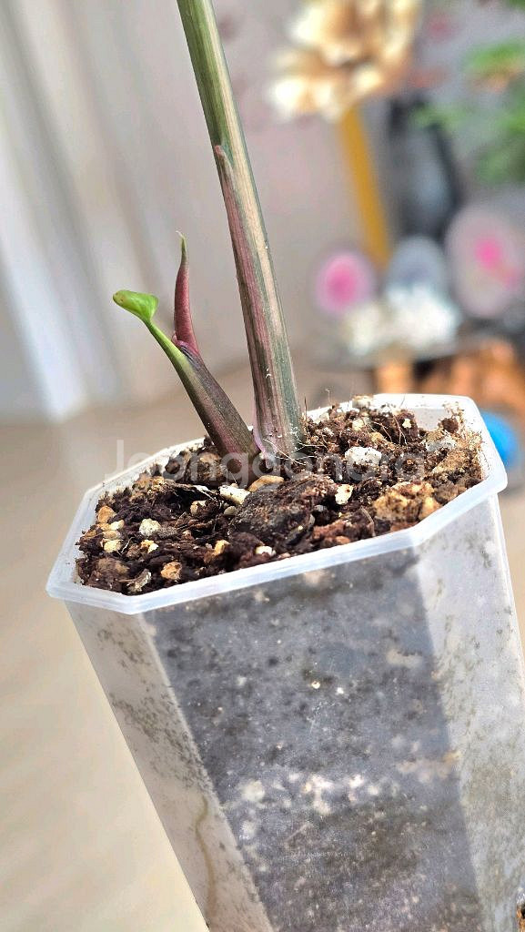 싱고니움 핑크쥬얼리--2