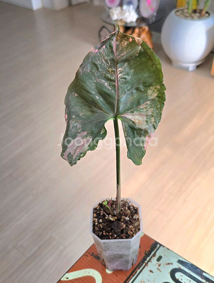 싱고니움 핑크쥬얼리--1