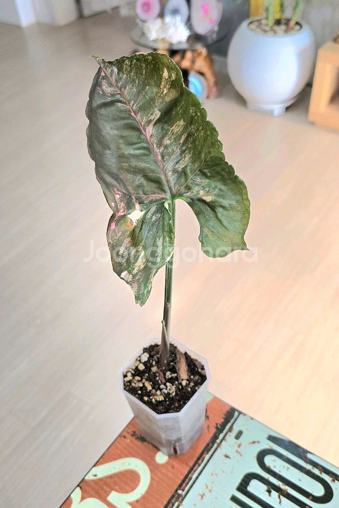 싱고니움 핑크쥬얼리--1