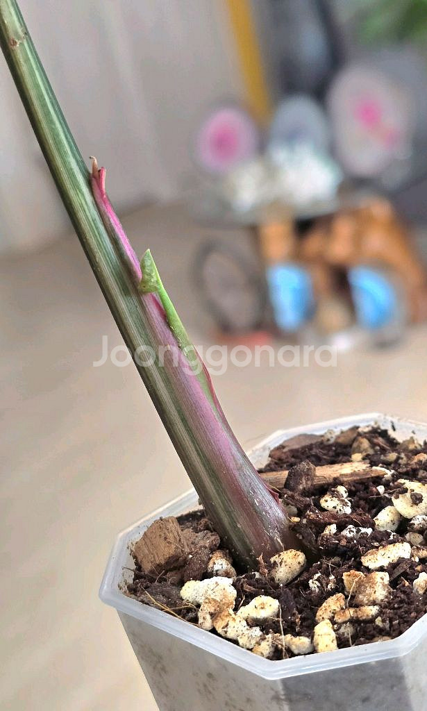 싱고니움 핑크쥬얼리--2