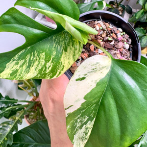 몬스테라 히메 설린/신엽 뿅/