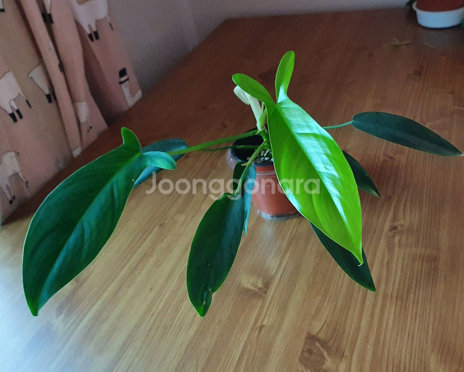 필로덴드론 69686--0