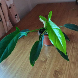 필로덴드론 69686