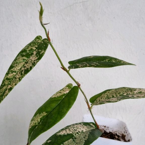 휘커스 바리에가타