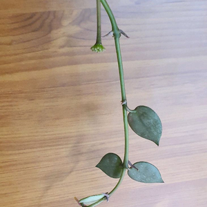 호야 크로니아나 슈퍼에스키모