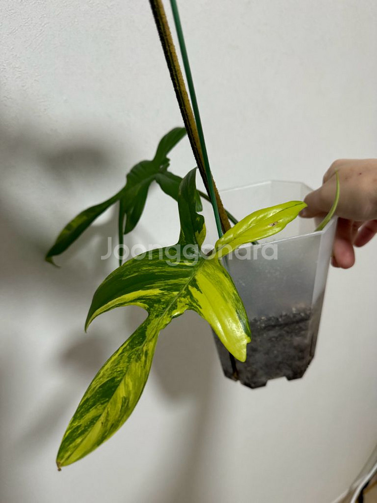 필로덴드론 플로리다 뷰티 바리에가타--2