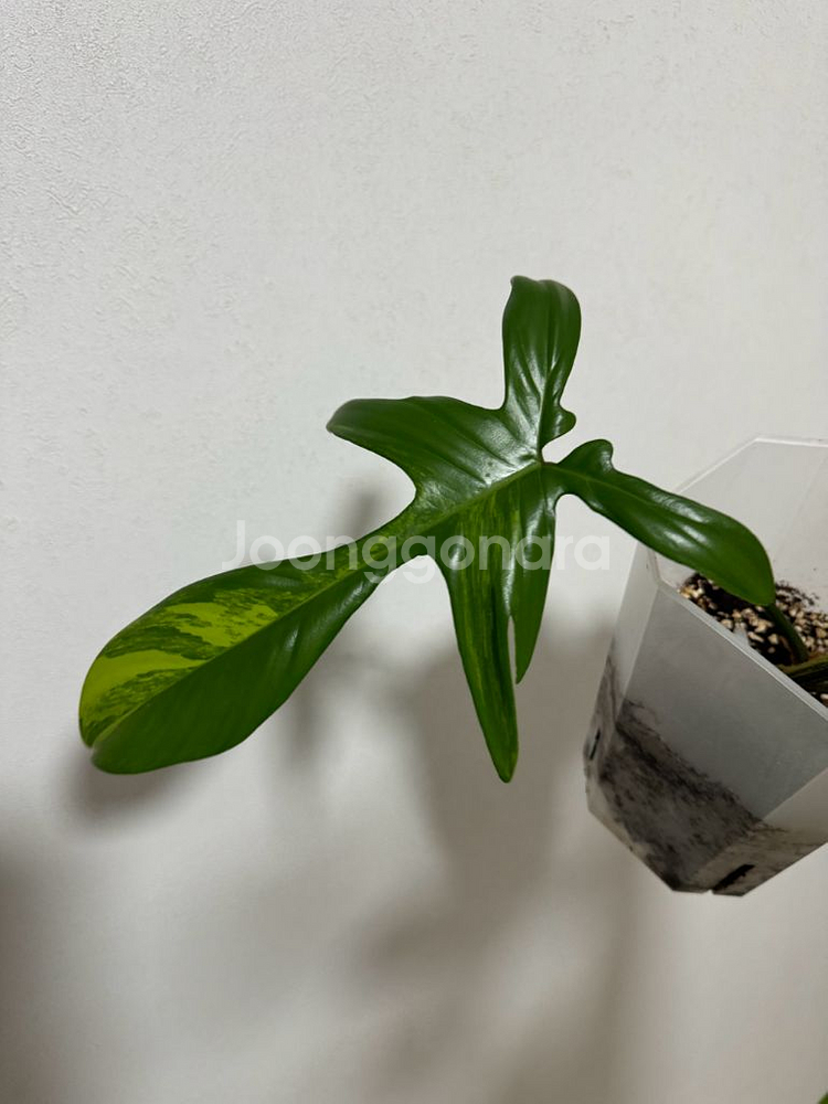 필로덴드론 플로리다 뷰티 바리에가타--3